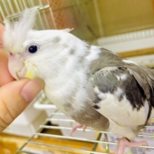 1人餌❣️最新画像になりますよ⭐️待ってるだけじゃいられない！翔けていこう一直線！　オカメインコ　ホワイトフェイスパイド