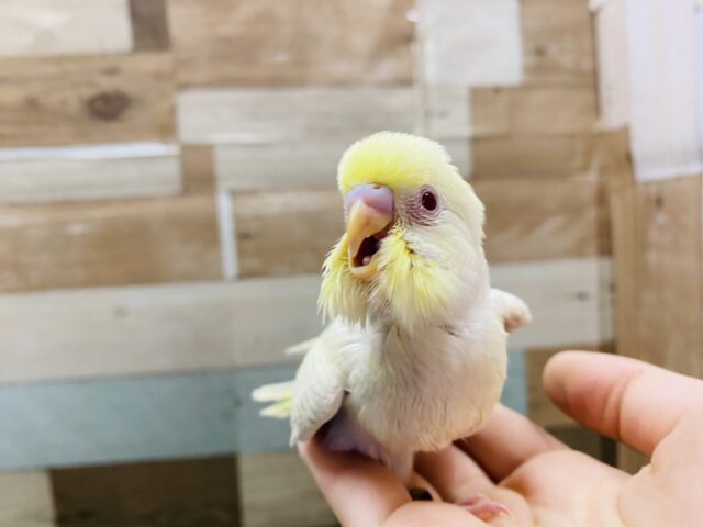 セキセイインコ