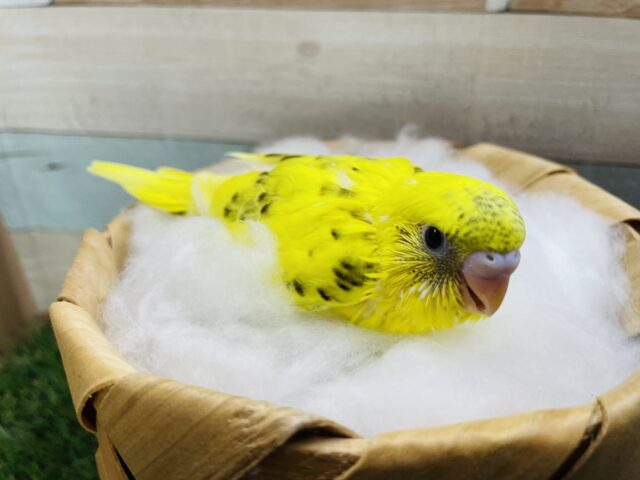 セキセイインコ