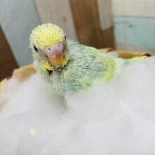 明るいグリーンの大人気カラーのコ！！セキセイインコのパステルカラーレインボー！