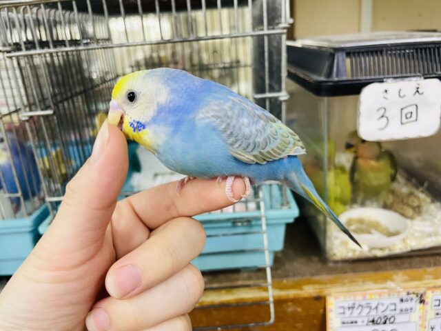 セキセイインコ