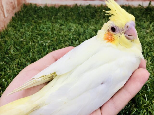 オカメインコ