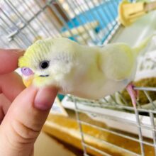 新松戸店⭐️メロメロにさせ隊⭐️最新画像になりますよ⭐️だんだん惹かれる〜笑顔の持つ引力💓　セキセイインコ　パステルレインボーパイド