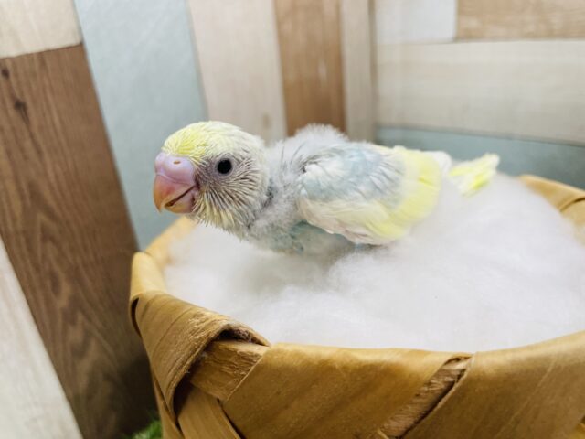 セキセイインコ