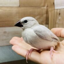 最新画像あります☆ヒナヒナなサイズ感です♡成長が楽しみなシルバー文鳥！