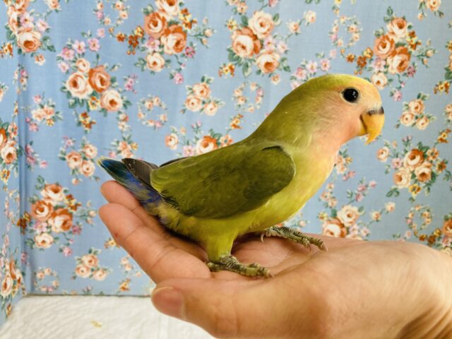 コザクラインコ（小桜インコ）