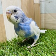 最新画像有り☆可愛いポーズを見せてくれるコ！セキセイインコのパイド！