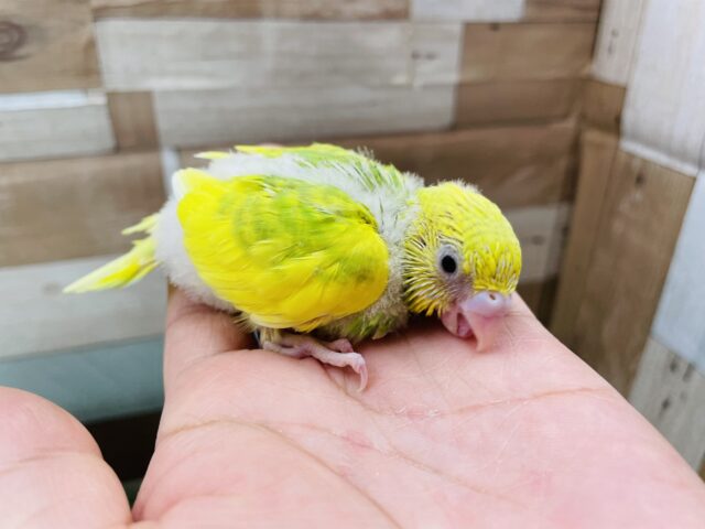 セキセイインコ