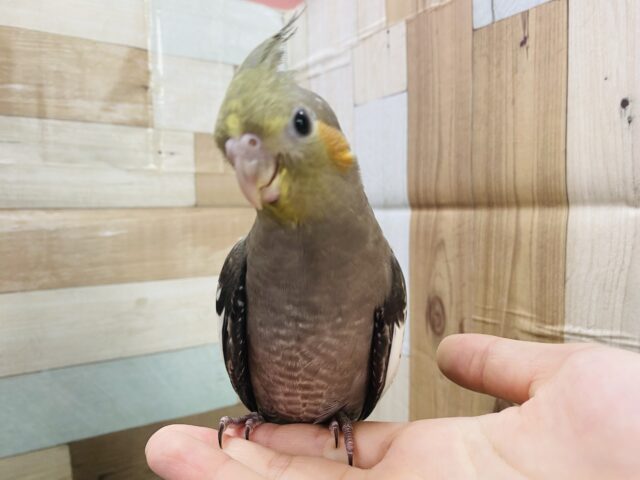 オカメインコ