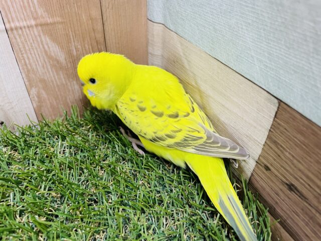 セキセイインコ