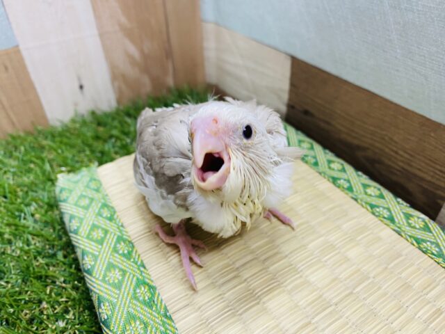 オカメインコ