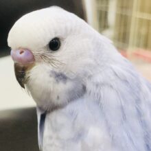 濃いめブルーアクセントにグレー　セキセイインコ　Ｒ５　６／７撮影