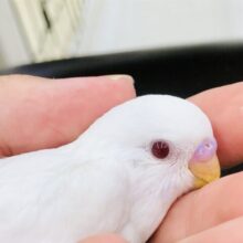 シャイなんですよー　セキセイインコ　Ｒ５　６／２９撮影