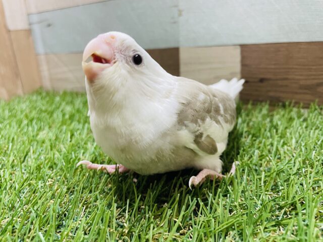 オカメインコ