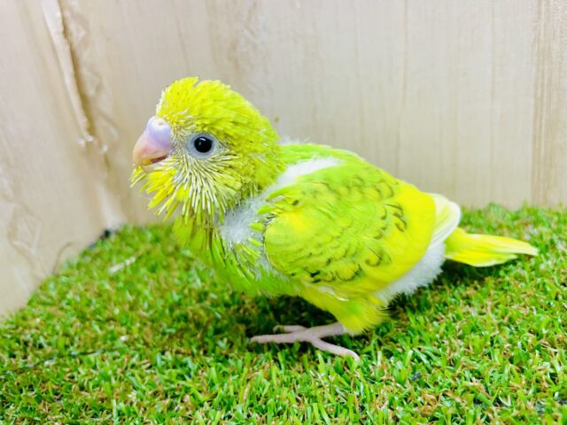 大人気タケちゃん✨登場！光る風に夢乗せて〜　セキセイインコ　スパングルパイド