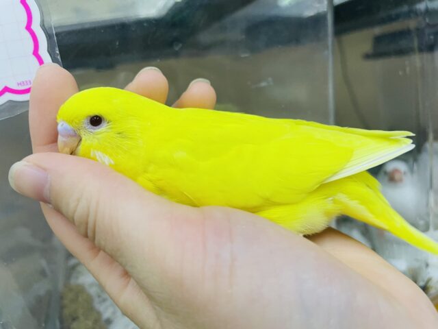 セキセイインコ