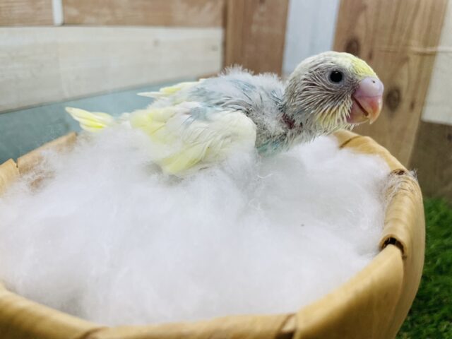 セキセイインコ