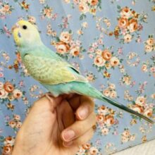最新画像🌟ヒナご飯卒業🕊調和した最高の色合い❤︎手乗りセキセイインコ(レインボー)