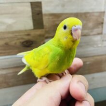 最新画像あります☆明るいグリーンとイエローのビタミンカラー！セキセイインコのスパングルパイド！