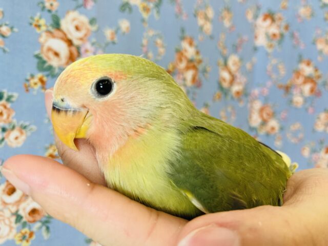 コザクラインコ（小桜インコ）