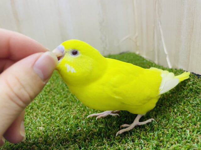 セキセイインコ