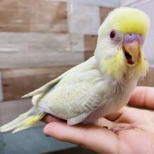 最新画像有り☆レアカラー！美しい色合いのセキセイインコファロー♪