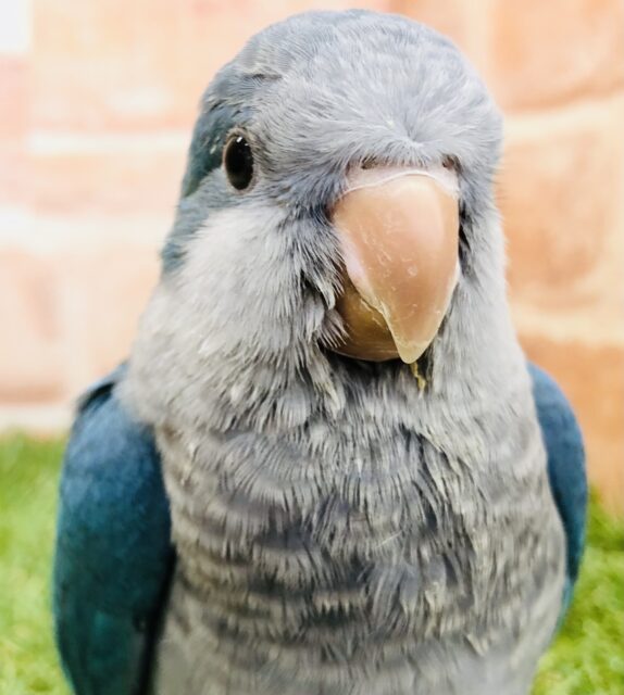 オキナインコ