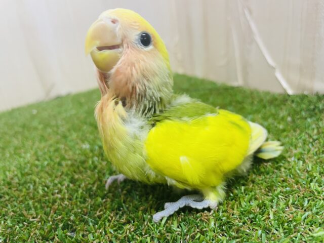 コザクラインコ（小桜インコ）