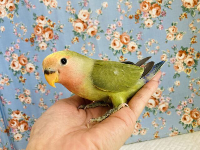 コザクラインコ（小桜インコ）