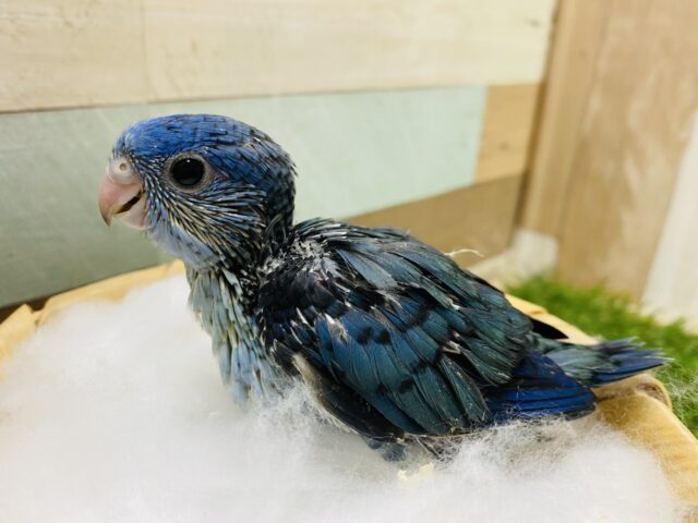 サザナミインコ