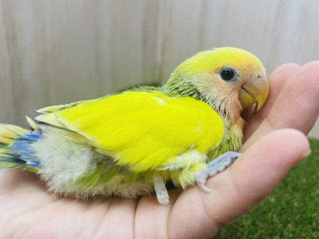 コザクラインコ（小桜インコ）