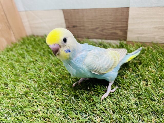 セキセイインコ