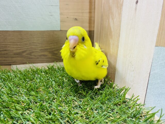 セキセイインコ