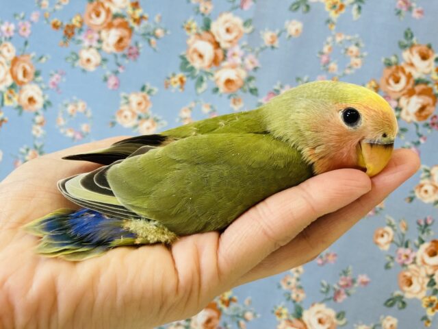 コザクラインコ（小桜インコ）