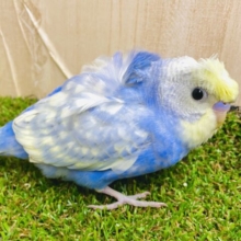 1人餌✨「流行りはシースルーぱっつんでしょ🎵」流行らせたい羽衣ちゃん！　羽衣セキセイインコ　パステルレインボースパングル