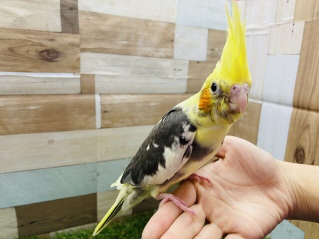 オカメインコ