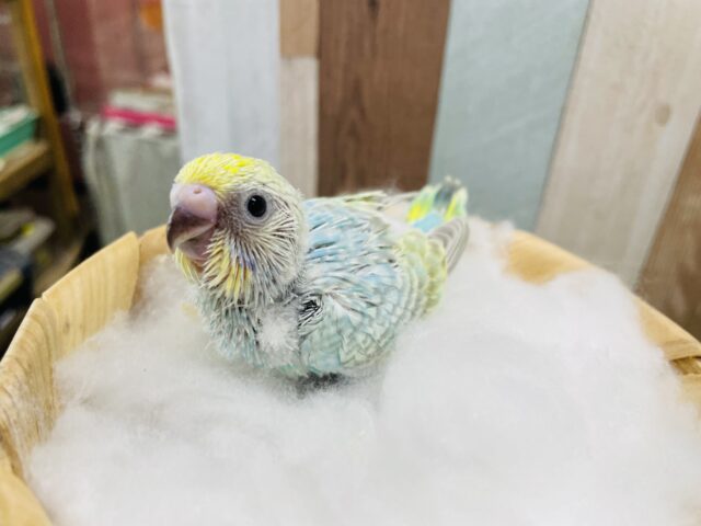 セキセイインコ