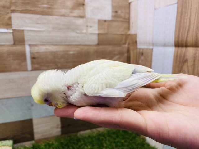 セキセイインコ