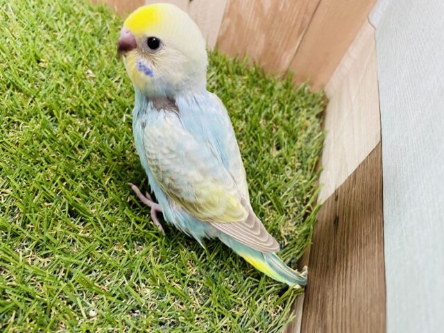 セキセイインコ