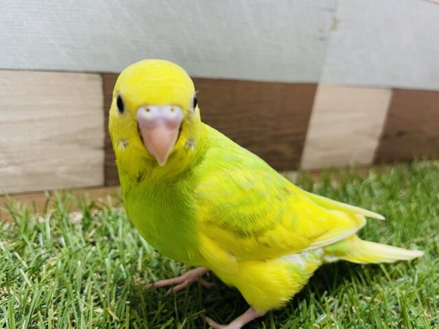 セキセイインコ