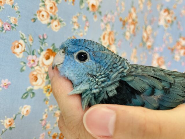 サザナミインコ