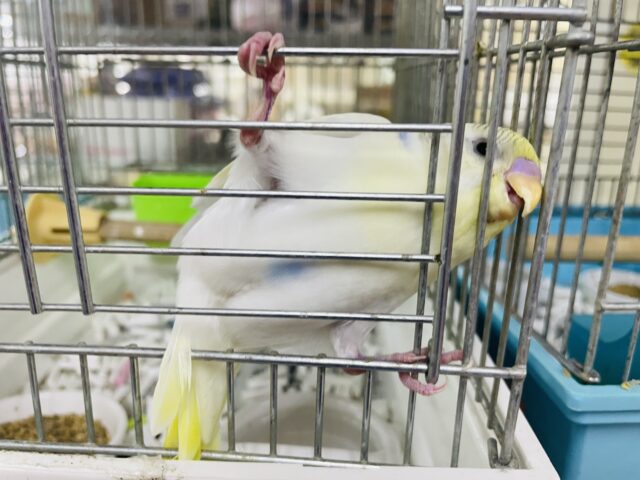 セキセイインコ