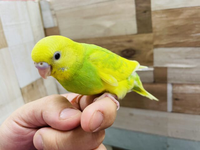 セキセイインコ