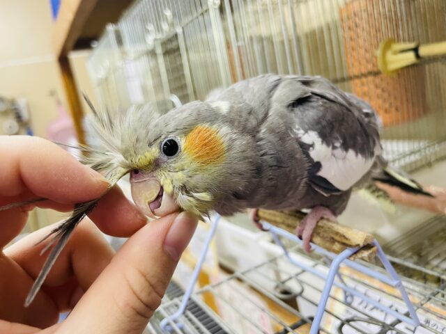 オカメインコ