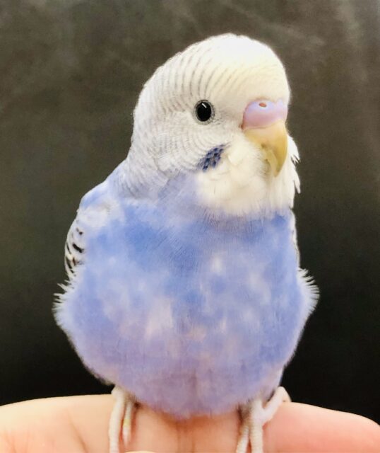 濃いめカラーさん　セキセイインコ　Ｒ５　５／３１撮影