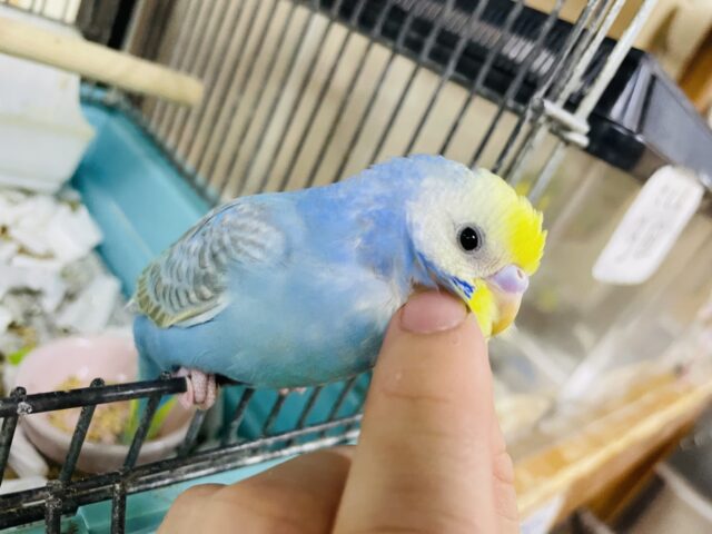 セキセイインコ