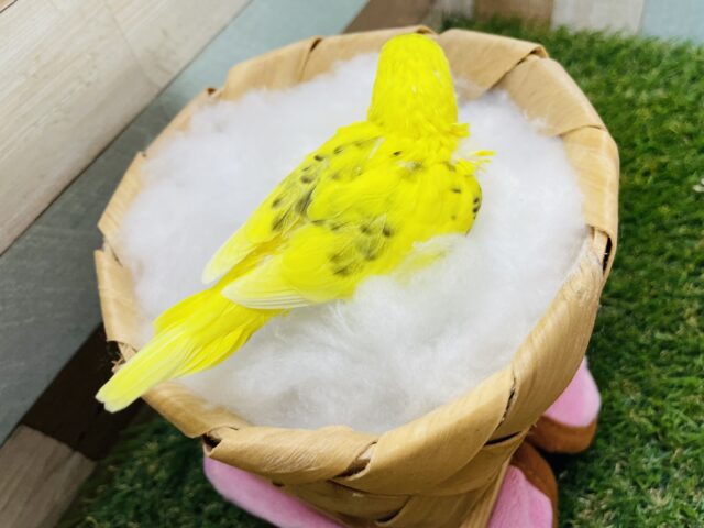 セキセイインコ