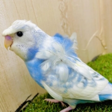 1人餌✨「最近前髪伸ばしてるんだよね〜」いい笑顔で⭕️羽衣ちゃん！　羽衣セキセイインコ　スパングルパイド