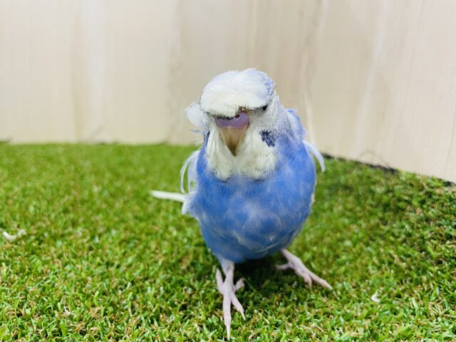 羽衣セキセイインコ