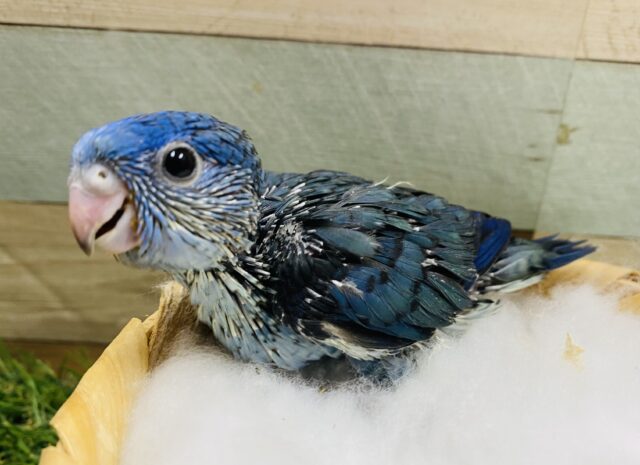 深みのあるブルーが素敵☆サザナミインココバルト